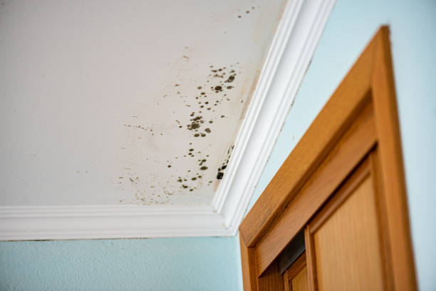 Why You Should Choose Our Mold Remediation Services in Oneonta, AL